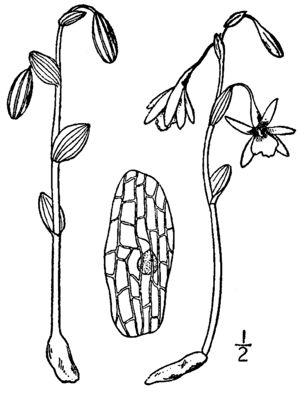 Triphora trianthophora – Zeichnung aus:N.L.Britton & A.Brown:Illustrated flora of the northern states and Canada Vol. 1: Tafel 562 (1913)