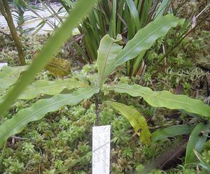 Hakenblatt (juvenile Pflanze)