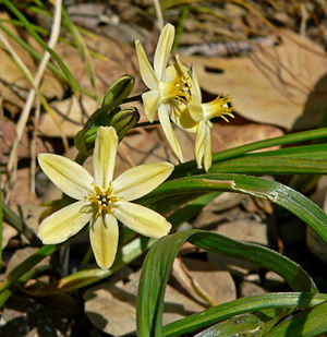 Triteleia ixioides ssp scabra 3.jpg