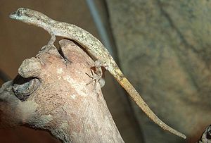 Zwergwüstengecko (Tropiocolotes steudneri)