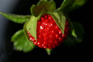 Scheinerdbeere (Potentilla indica)