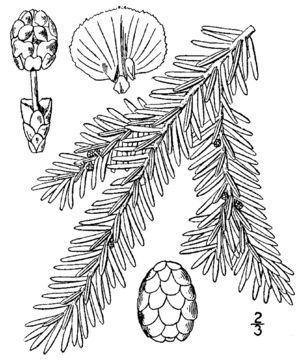 Kanadische Hemlocktanne (Tsuga canadensis), Zeichnung