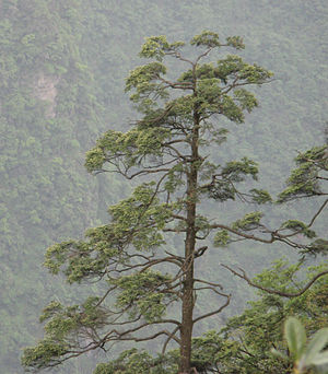 Himalaya-Hemlocktanne (Tsuga dumosa)