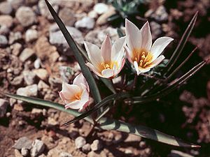 Tulipa cretica1LEST.jpg