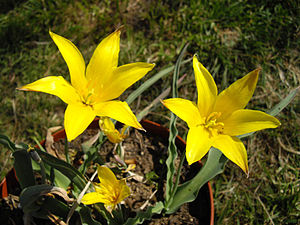 Tulipa altaica