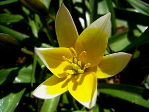 Tulipa tarda, (Tulipa dasystemon) - 1.JPG