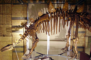 Skelett von Tuojiangosaurus