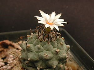 Turbinicarpus schmiedickeanus subsp. schwarzii