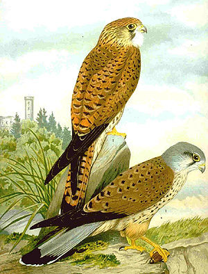 Turmfalken (Falco tinnunculus)
