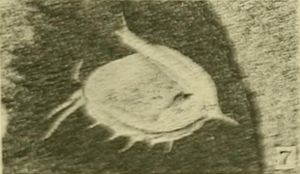 Holotypus von Tuzoia? parva (USNM PAL 57716)