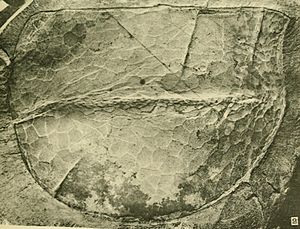 Holotypus von Tuzoia retifera (USNM PAL 57720)