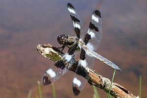 Libellula pulchella ♂