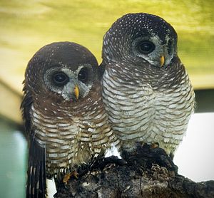 Two African Wood Owls (Strix woodfordii).jpg