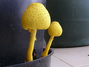Two yellow Leucocoprinus birnbaumii in a row.jpg