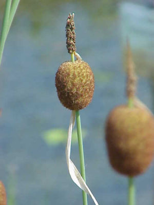 Zwerg-Rohrkolben (Typha minima), Fruchtstand