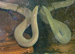 Typhlonectes compressicauda in einem Aquarium