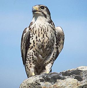 Präriefalke (Falco mexicanus)