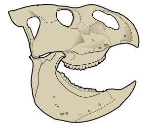 Schädel von Udanoceratops
