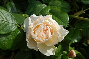 Rosa ' Uetersener Klosterrose '