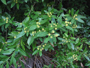 Kalifornischer Lorbeer (Umbellularia californica)