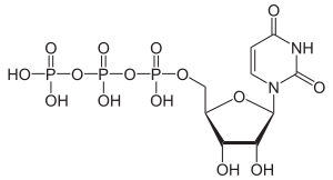 Strukturformel von Uridintriphosphat