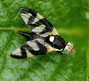 Distelbohrfliege (Urophora cardui), Männchen