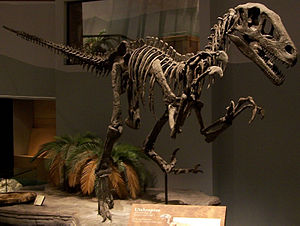 Skelettrekonstruktion von Utahraptor ostrommaysorum