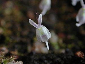 Utricularia sandersonii