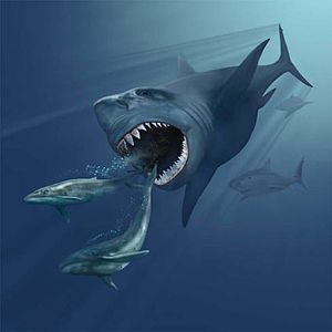 Megalodon verfolgt zwei Wale der Gattung Eobalaenoptera.