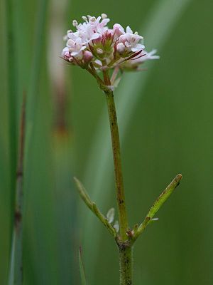 Kleiner Baldrian (Valeriana  dioica)