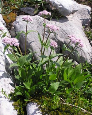 Berg-Baldrian (Valeriana montana)