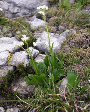 Felsen-Baldrian (Valeriana saxatilis)