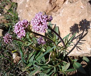 Valeriana tuberosa