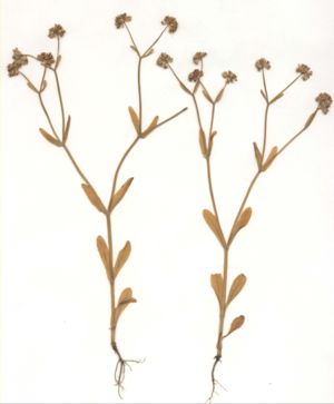 Gekielter Feldsalat (Valerianella carinata) (Herbarbeleg)