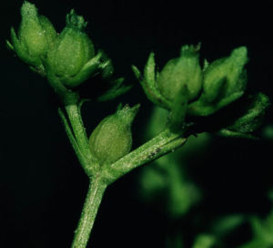 Gefurchter Feldsalat (Valerianella rimosa) (Fruchtstand mit unreifen Früchten)