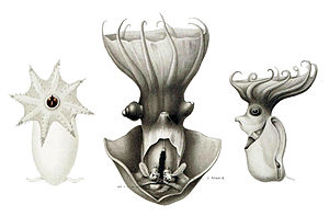 Vampyroteuthis1.jpg