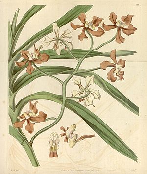 Vanda concolor, Illustration in Curtis' Botanical Magazine, unter dem Synonym Vanda roxburghii var. unicolor