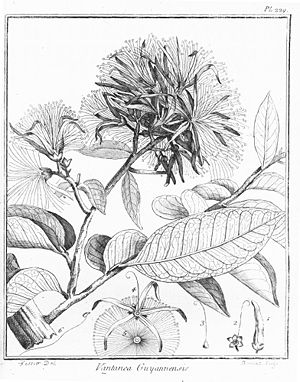 Vantanea guianensis, Illustration.
