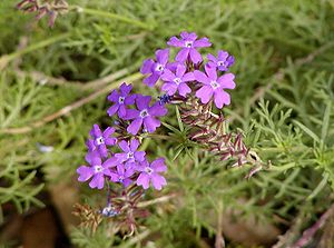 Glandularia peruviana