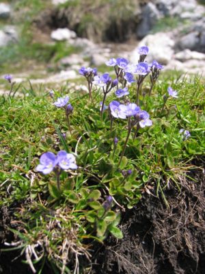 Blattloser Ehrenpreis (Veronica aphylla)