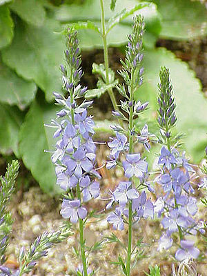 Österreichischer Ehrenpreis (Veronica austriaca)