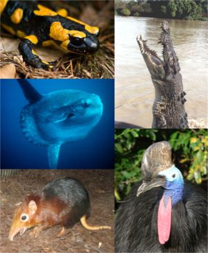 Exemplarische Vertreter der fünf klassischen Gruppen der Wirbeltiere: Feuersalamander (Amphibien),  Leistenkrokodil (Reptilien), Helmkasuar (Vögel), Rotschulter-Rüsselhündchen (Säuger), Mondfisch (Fische)