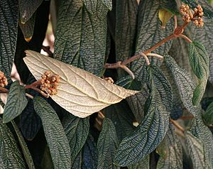 Runzelblättriger Schneeball (Viburnum rhytidophyllum)