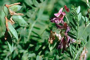 Kassuben-Wicke (Vicia cassubica)