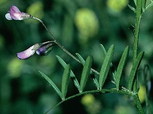 Viersamige Wicke (Vicia tetrasperma)