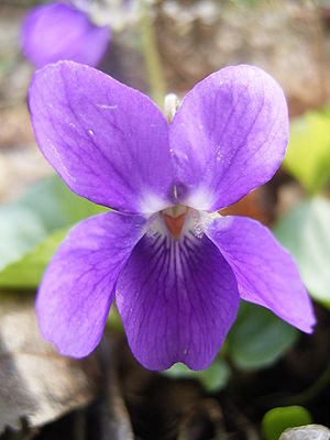 Duftveilchen (Viola odorata), Blüte