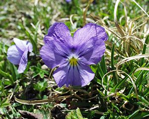 Langsporn-Veilchen (Viola calcarata)