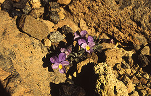 Teide-Veilchen (Viola cheirantifolia)