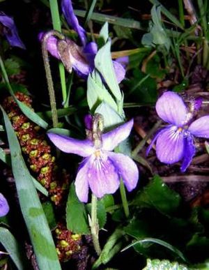 Raues Veilchen (Viola hirta)