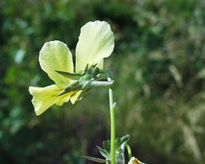 Vogesen-Stiefmütterchen (Viola lutea)